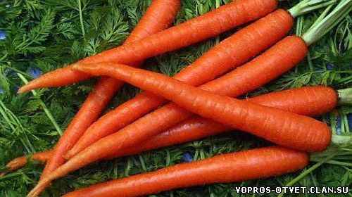 Морковь полезна глазам и зубам
